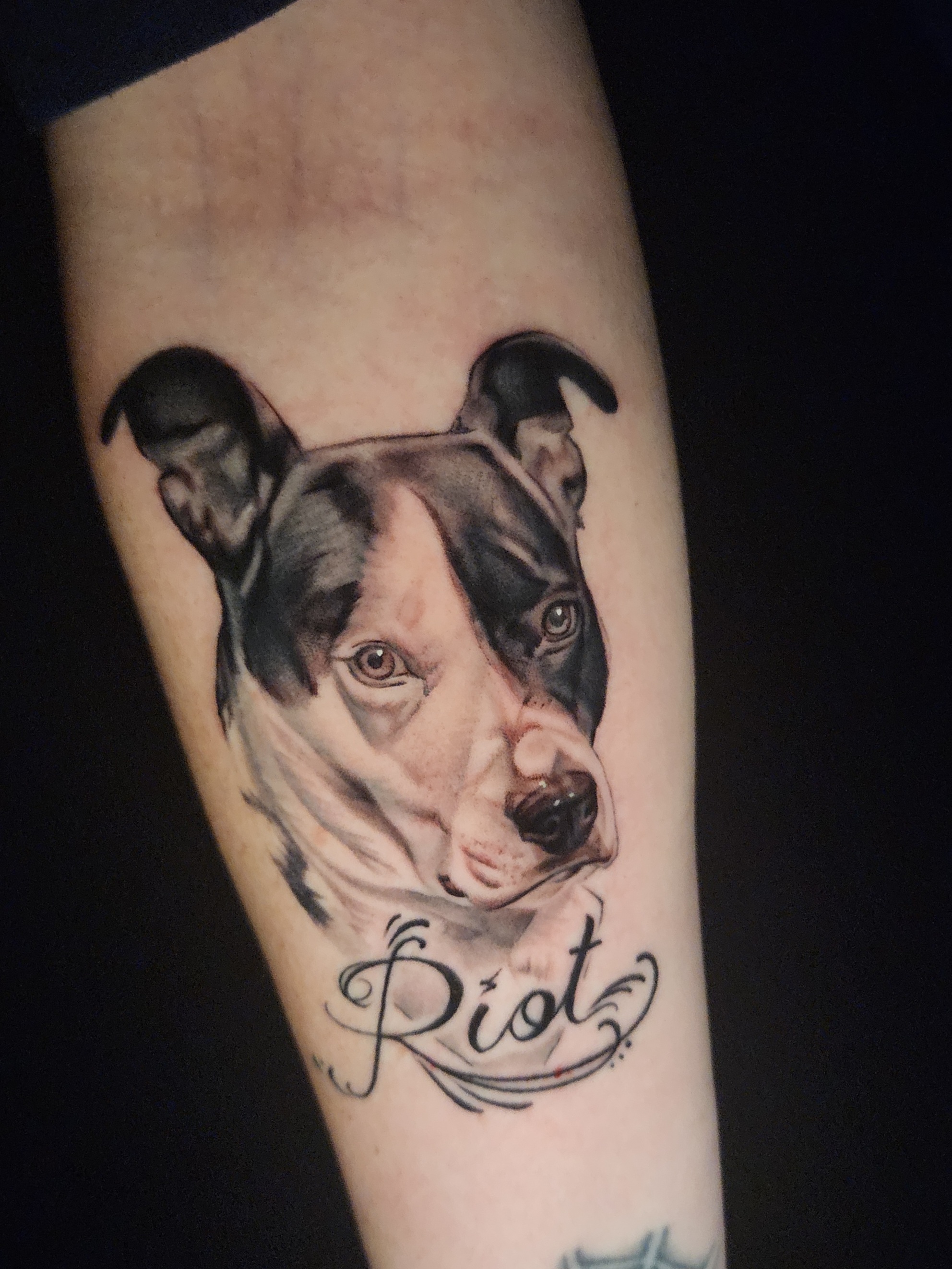 Dog Portrait with Name