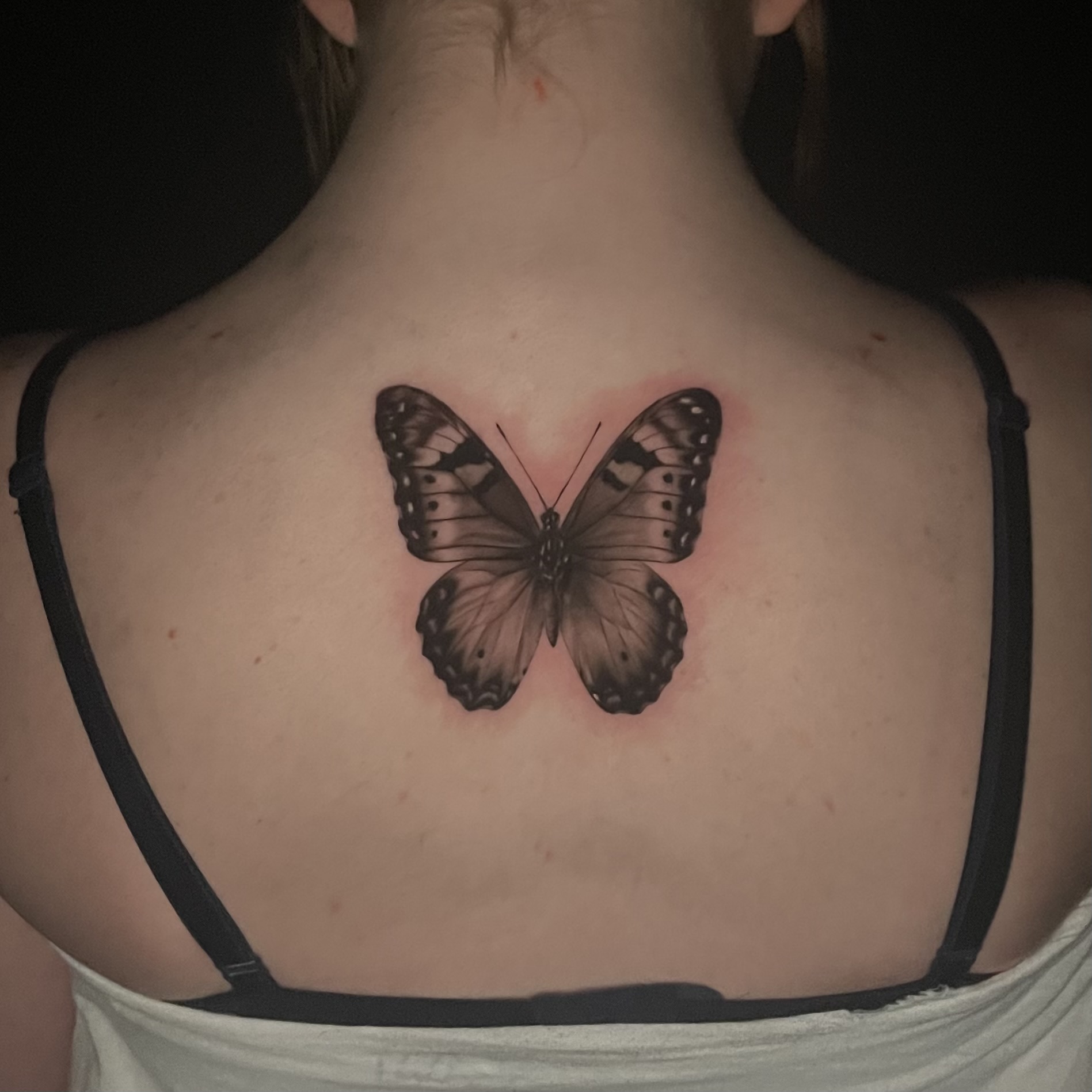 Monarch Butterfly
